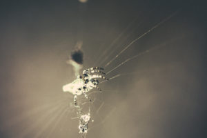 Fotografía Macro