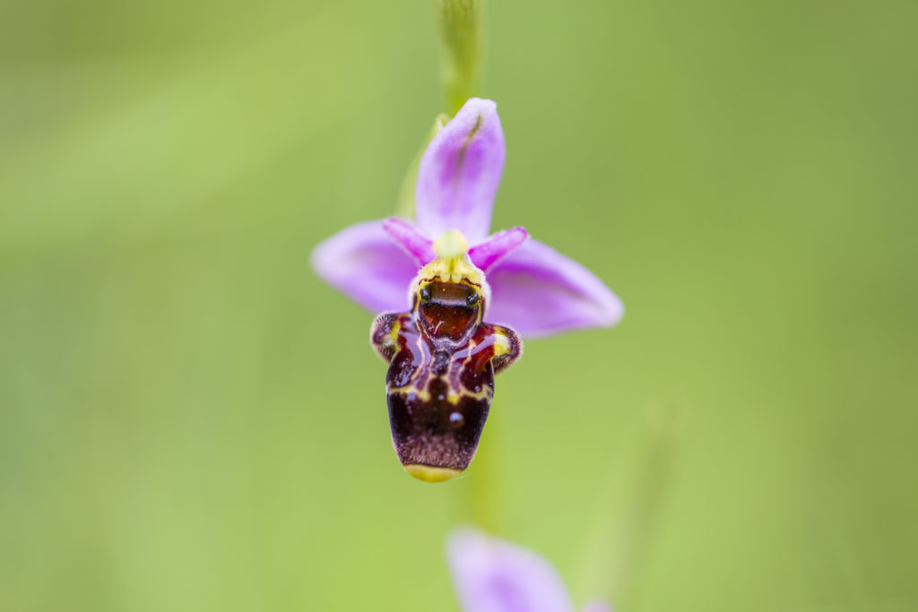 Ophrys scolapax