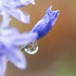 Fotografía Macro