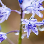 Fotografía Macro
