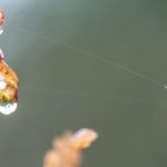 Fotografía Macro