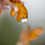 Fotografía Macro
