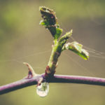Fotografía Macro