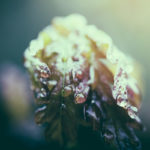 Fotografía Macro