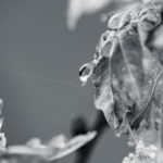 Fotografía Macro