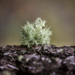 Fotografía Macro