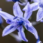Fotografía Macro