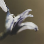 Fotografía Macro