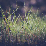 Fotografía Macro