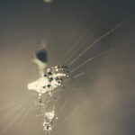 Fotografía Macro