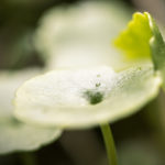 Fotografía Macro
