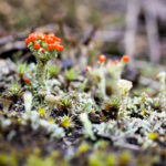 Fotografía Macro