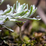 Fotografía Macro