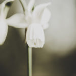 Fotografía Macro