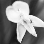 Fotografía Macro